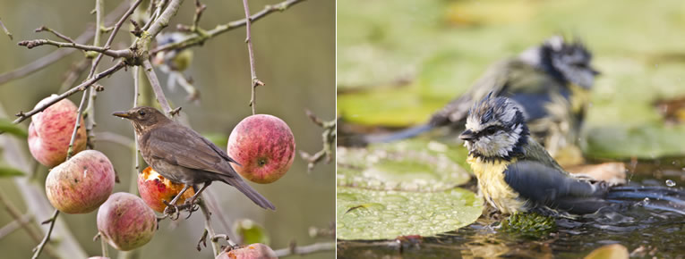 Tips voor een vogelvriendelijke tuin